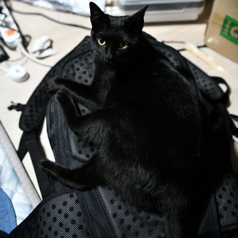 우리집 검은 고양이 4_8.jpg