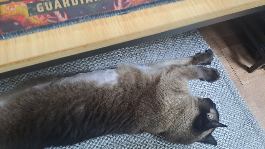 내일 고양이 이빨 뽑아_5.jpg