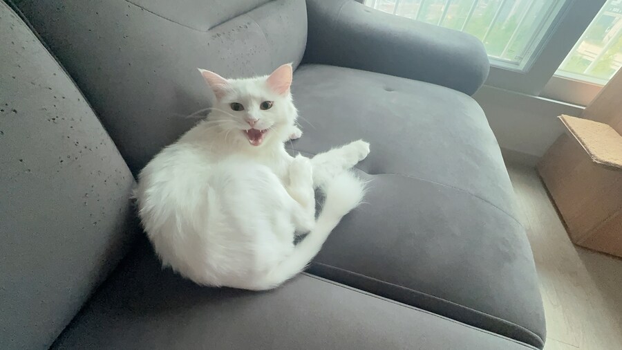 우리집 고양이 이쁘다고 해줘!!_4.jpg