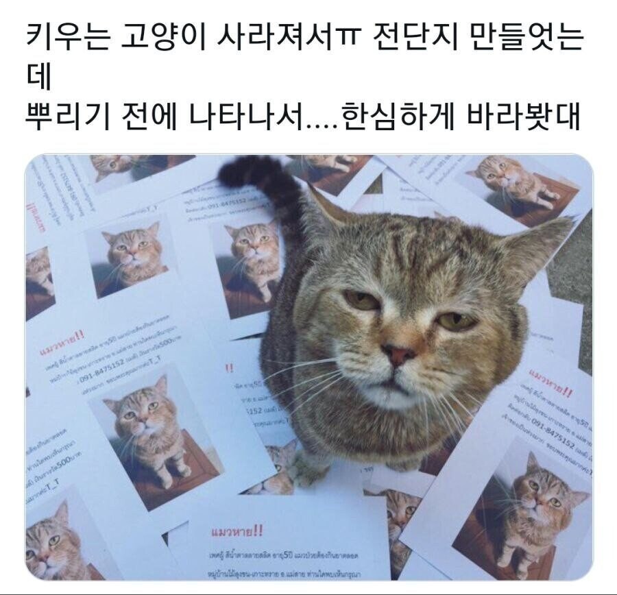 집사야⋯ 니 뭐 하냥?.jpg_1.jpg