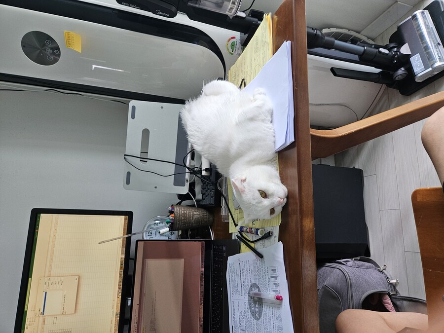 중성화당한 울집 고냥이 근황_1.jpg