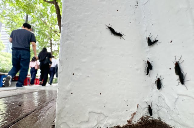 러브버그인지 뭔지 존나 많이 날아다님_1.jpg