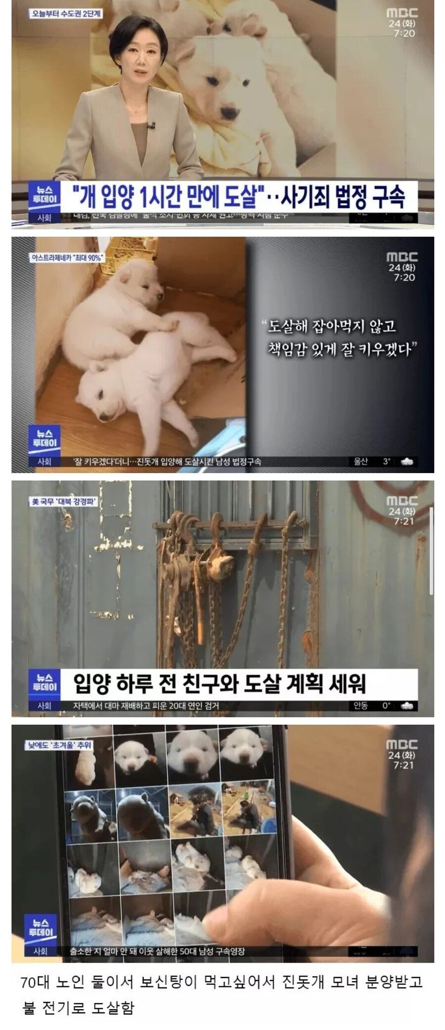 진돗개 분양 받고 잡아먹은 70대 _1.jpg