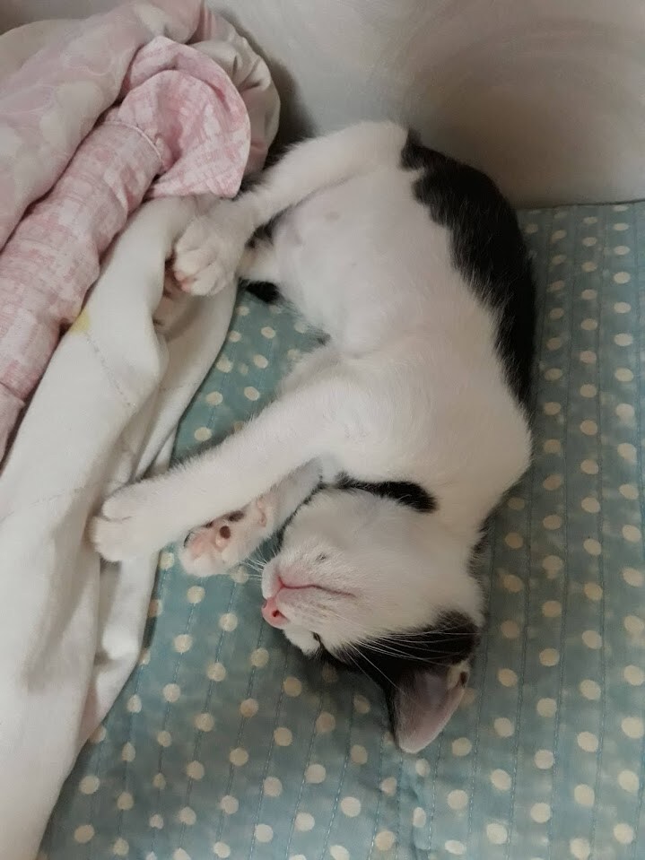 모닝 고양이_2.jpg