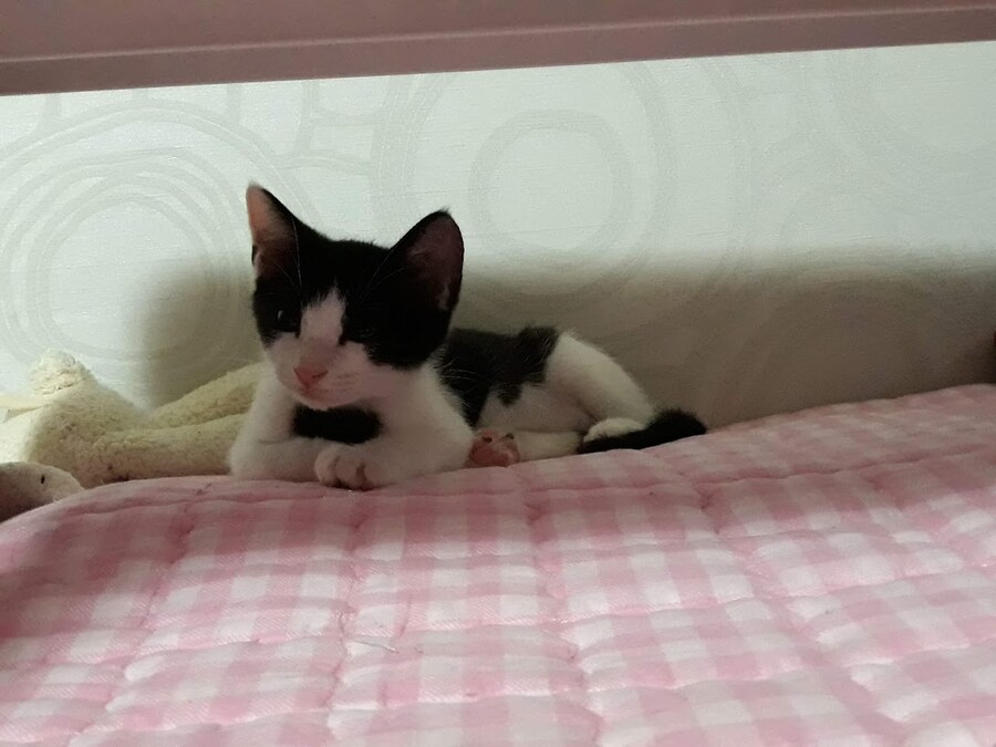 모닝 고양이_3.jpg