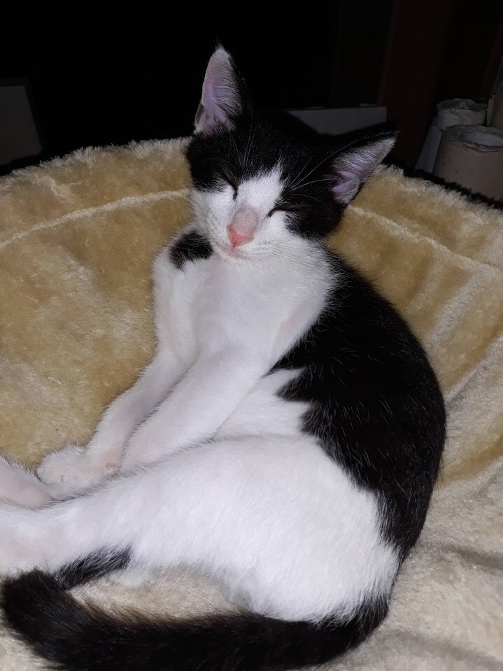 모닝 고양이_6.jpg