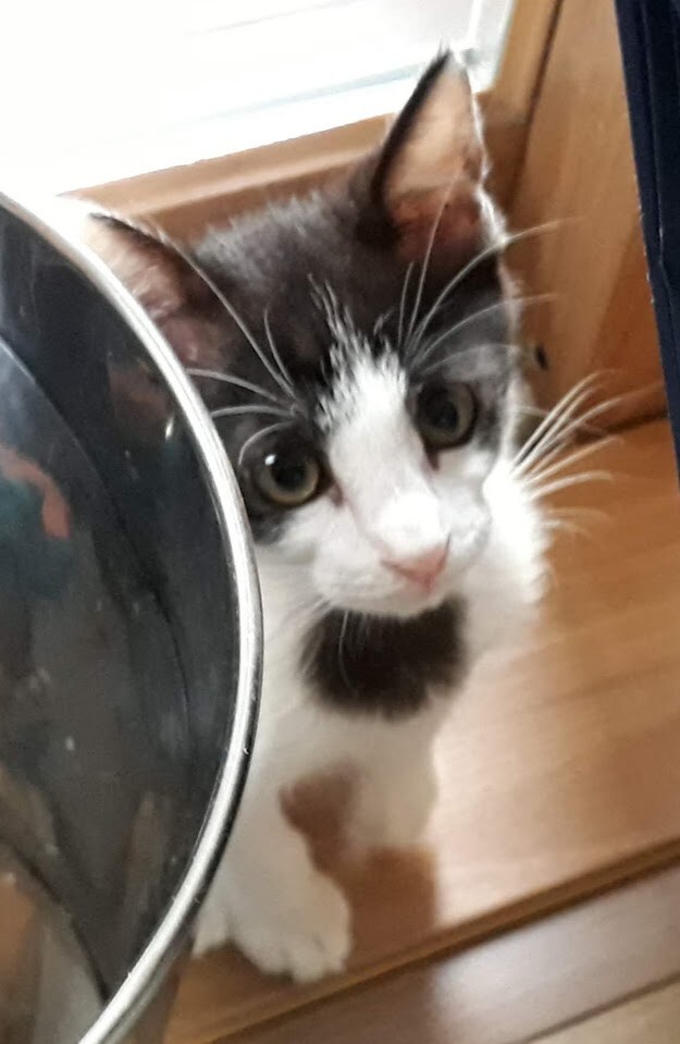 모닝 고양이_7.jpg