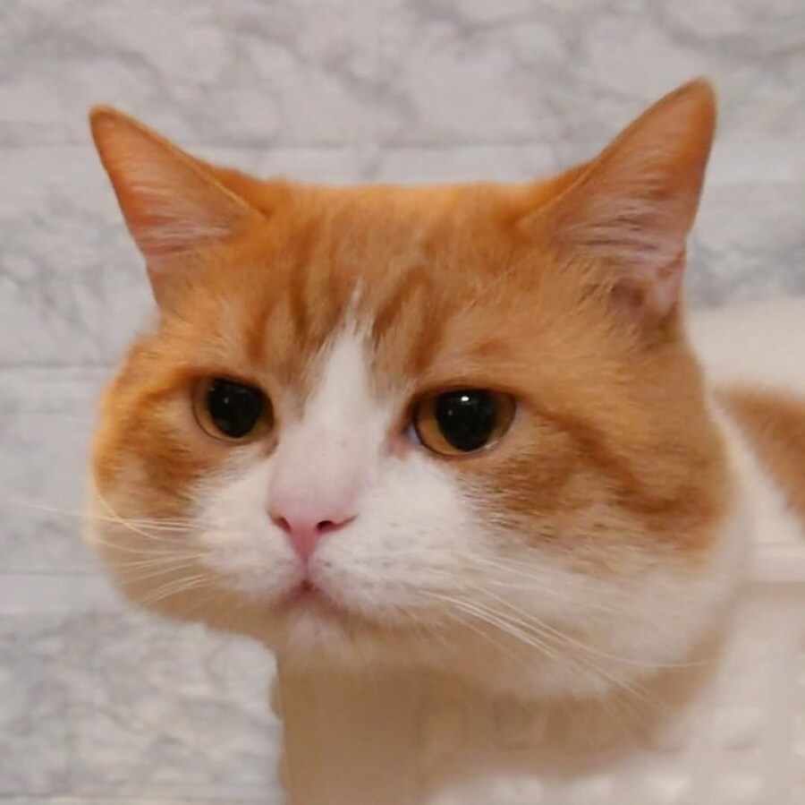 뽈살이 많은 냐옹이..._1.jpg