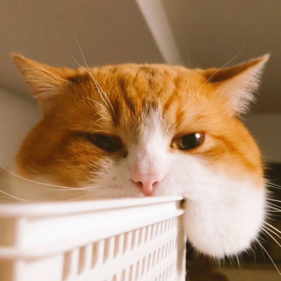 뽈살이 많은 냐옹이..._4.jpg