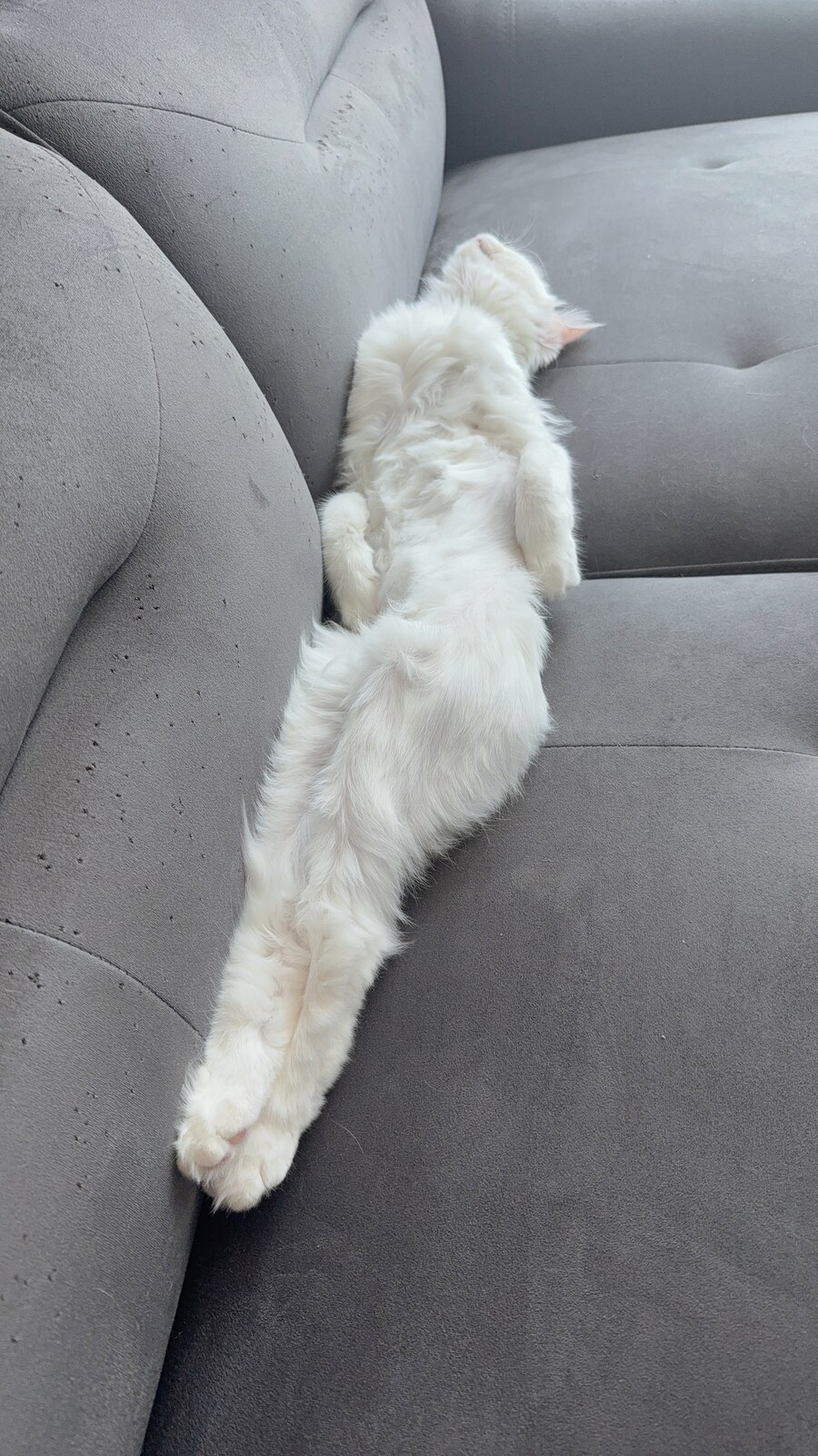 우리집 고양이 자는 폼 좀 보고 가줘_1.jpg