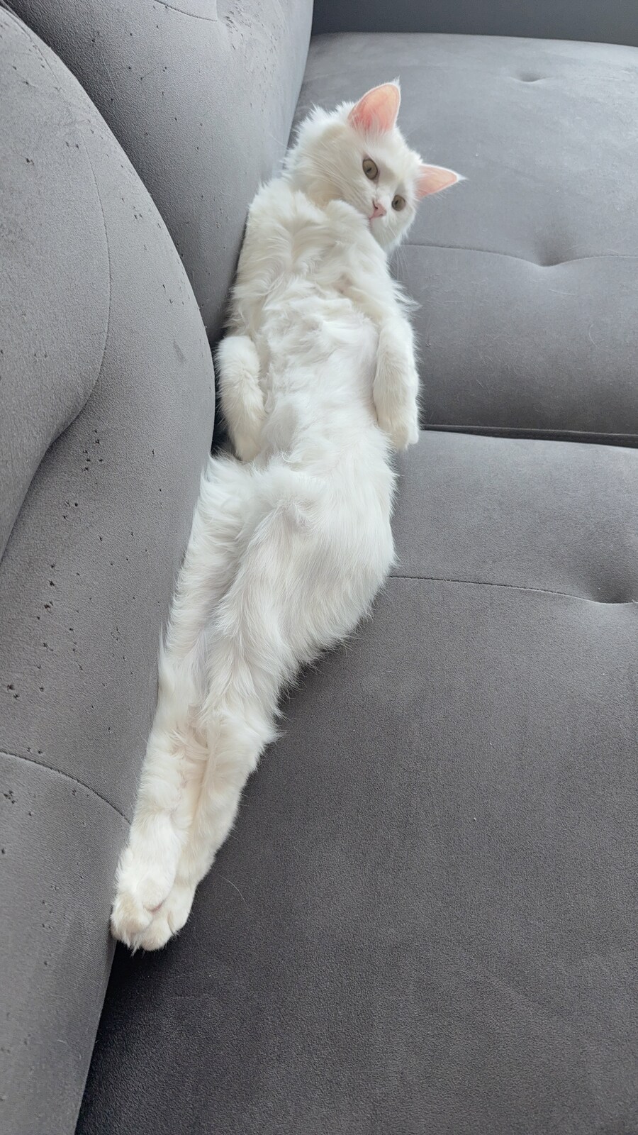 우리집 고양이 자는 폼 좀 보고 가줘_2.jpg