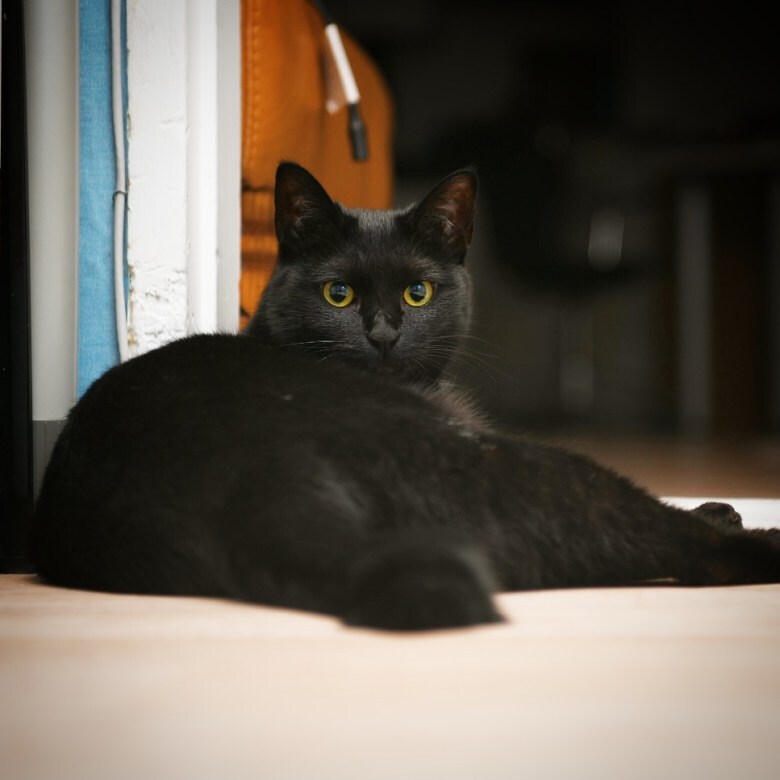 우리집 검은 똥괭이 5_1.jpg