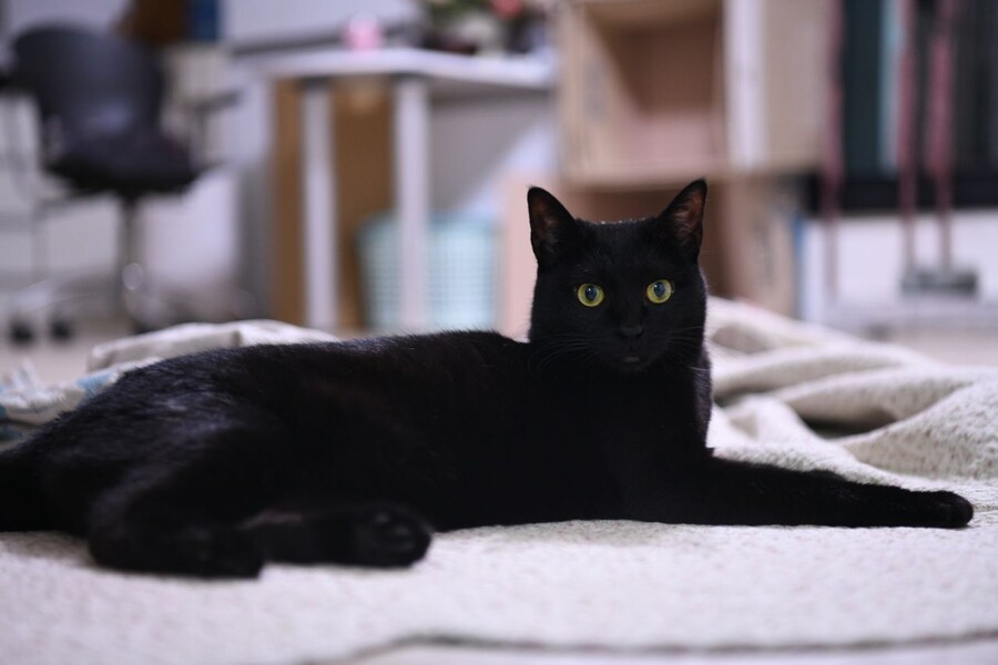 우리집 검은 똥괭이 5_2.jpg