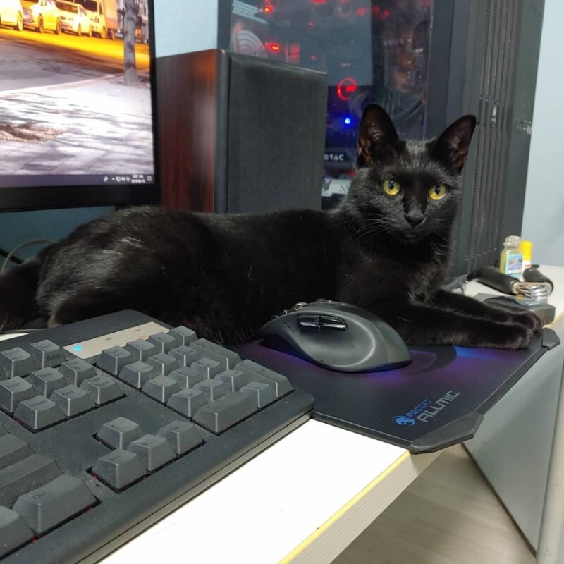 우리집 검은 똥괭이 5_10.jpg