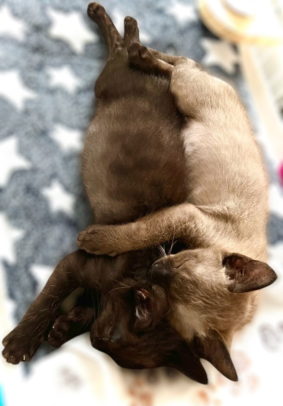 버튜버) 후레아 : 오늘은 고양이 데려온지 1년 기념_1.jpg