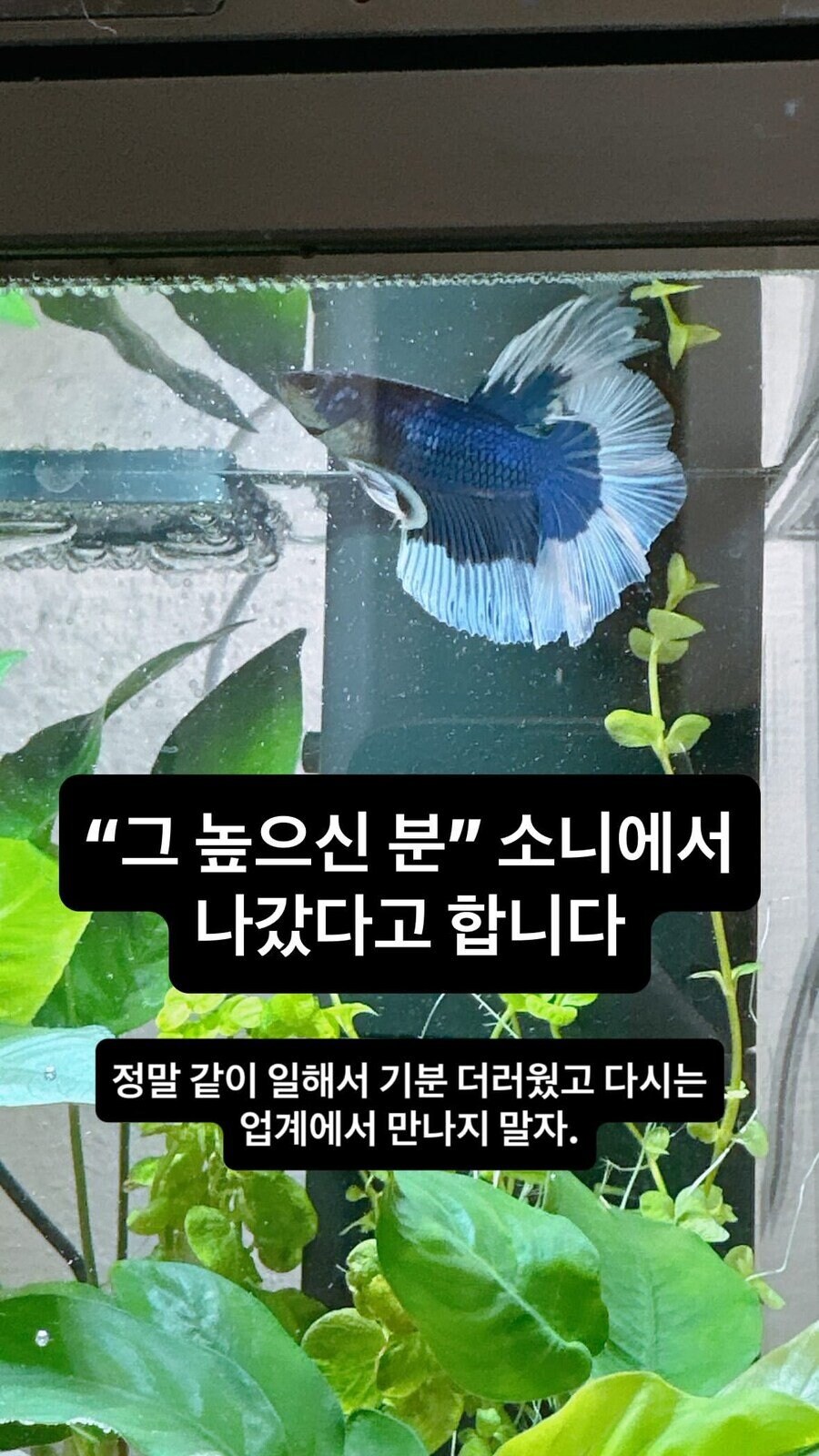 케이팝 데몬 헌터스 흥행 이후로 소니 근황_2.jpg