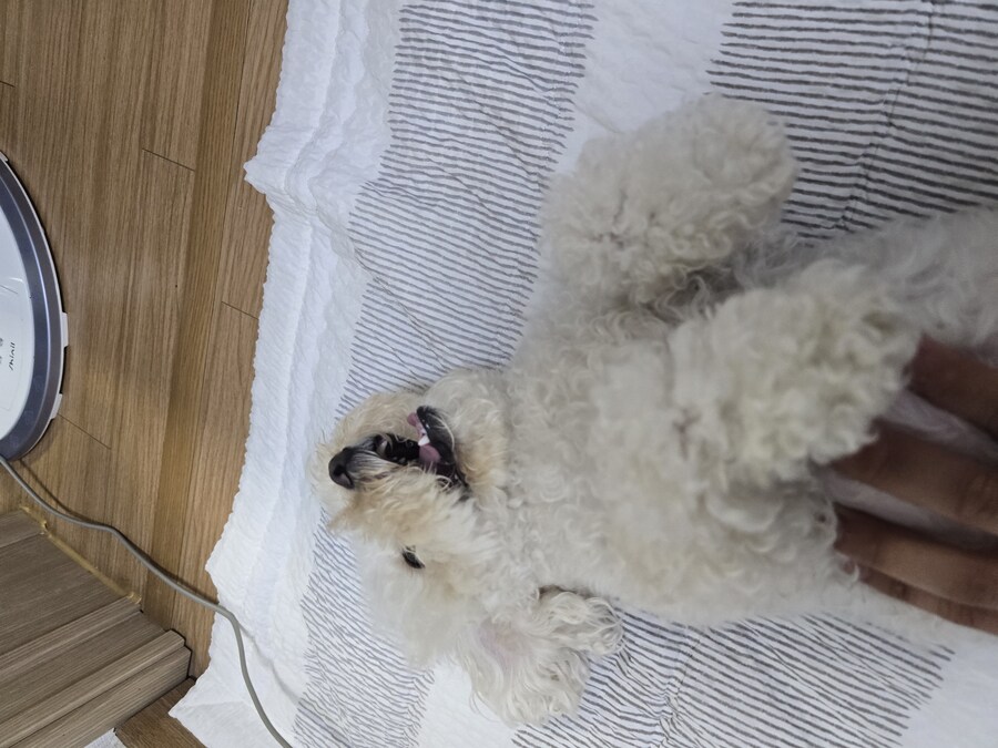 에어컨틀었더니 강아지가 더 좋아하네_1.jpg
