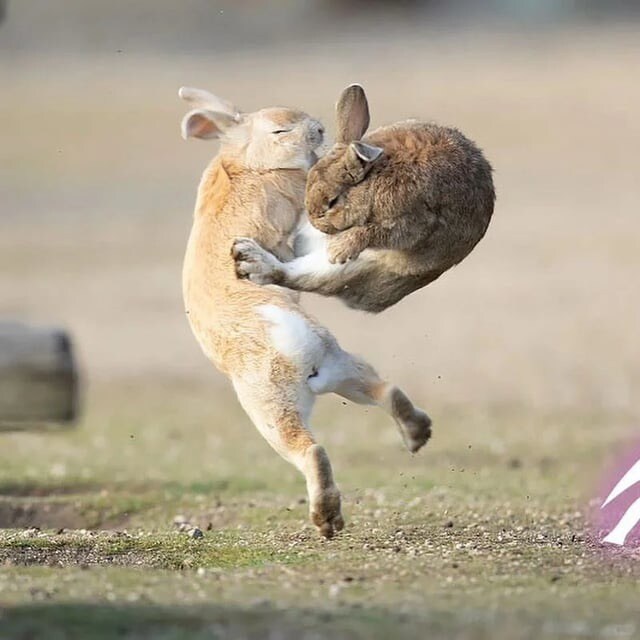 토끼 특.jpg_2.jpg