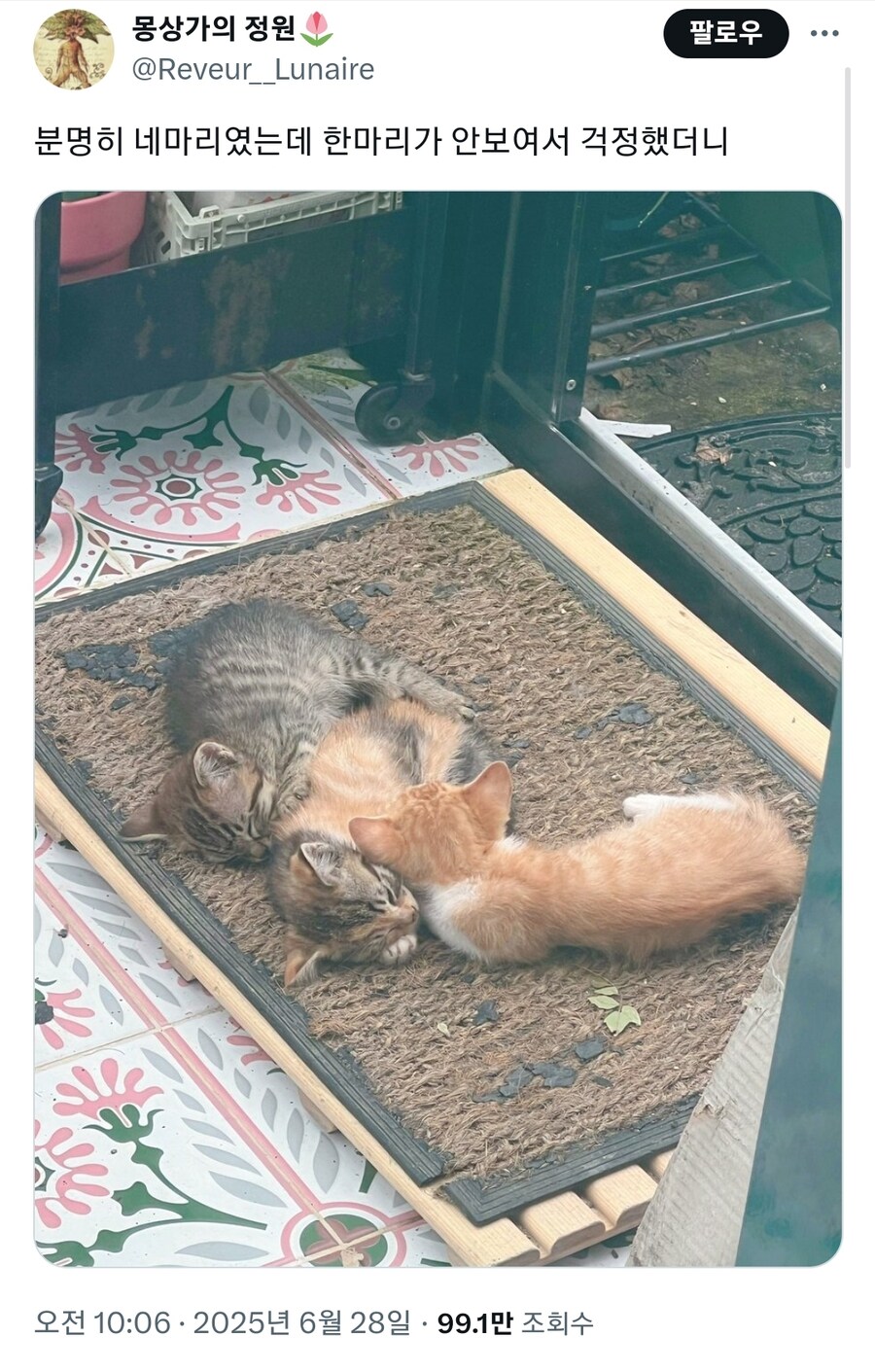 아기 고양이가 1마리가 사라져서 당황함_1.jpg