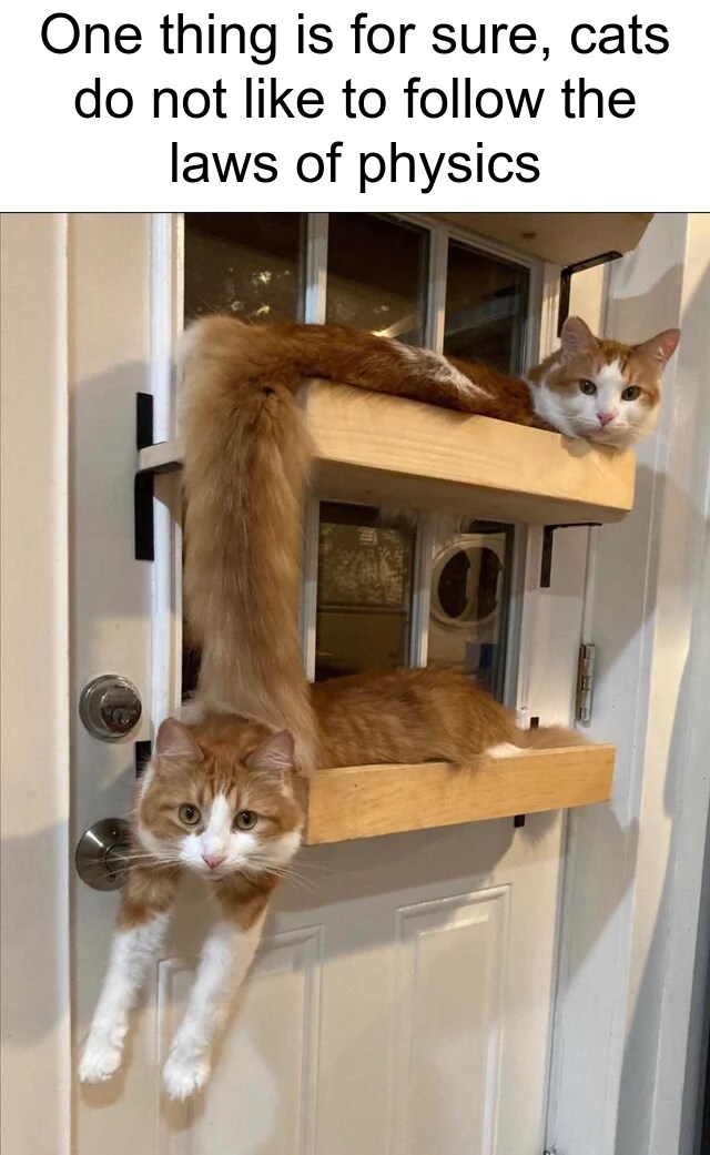 고양이 액체설_2.png