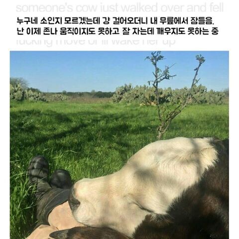 크기가 조금만 작았다면 또 하나의 애완동물이 되었지도 모를 가축.jpg_1.jpg