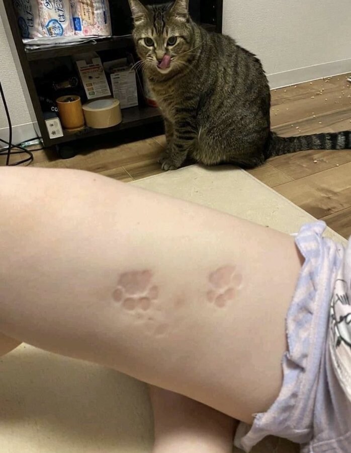 고양이: 촉감이 참 좋아 (할짝)👣_1.jpg