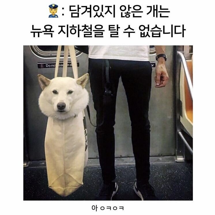 뉴욕 지하철에 개를 데리고 타기 위한 시민들의 노력_1.png