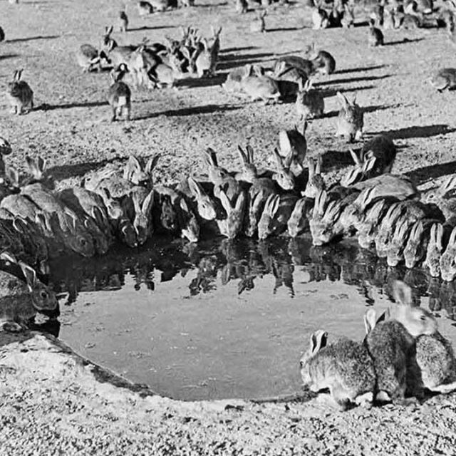 진짜로 대공황 시절에 고기로 연명한 나라_2.jpg