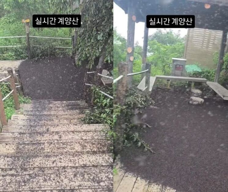 러브버그가 집 근처 산을 덮기 전엔 이랬는데_12.jpg