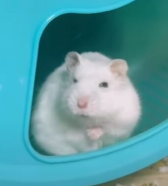 햄스터 정말 정말 귀여워_1.png