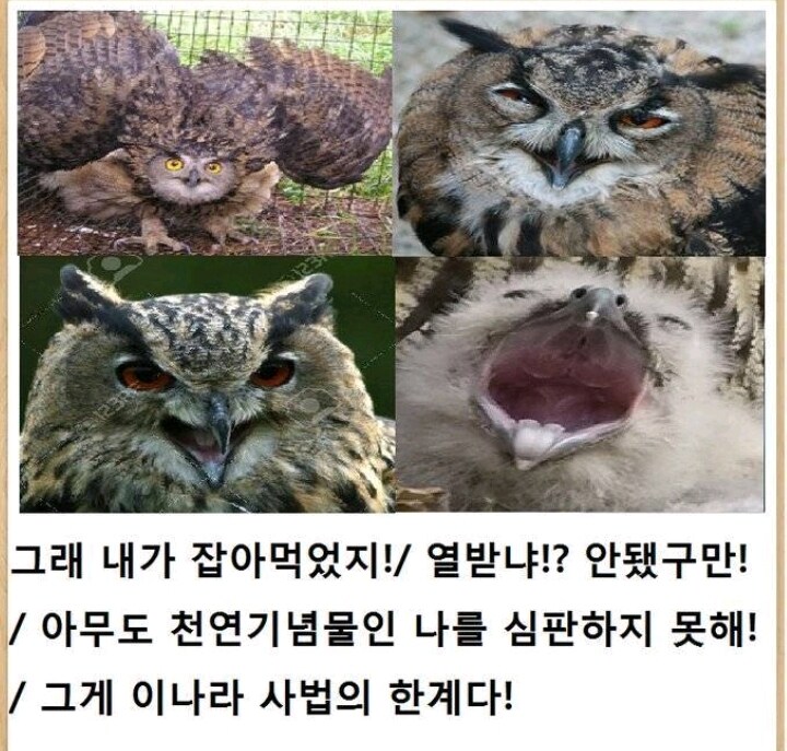 이나라 사법의 한계_3.jpg