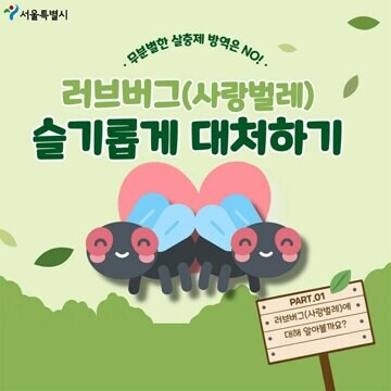 서울시 랑 언론사가 기를 쓰고 러브버그 익충이라고 까스라이팅중_1.png