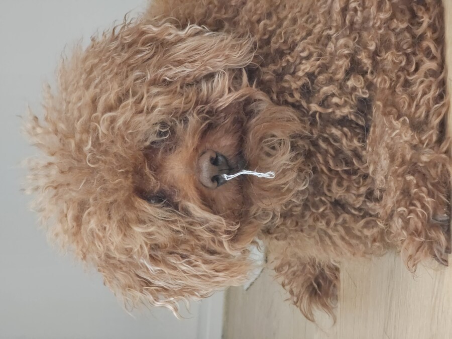 댕댕이와 고양이 사진입니다._1.jpg