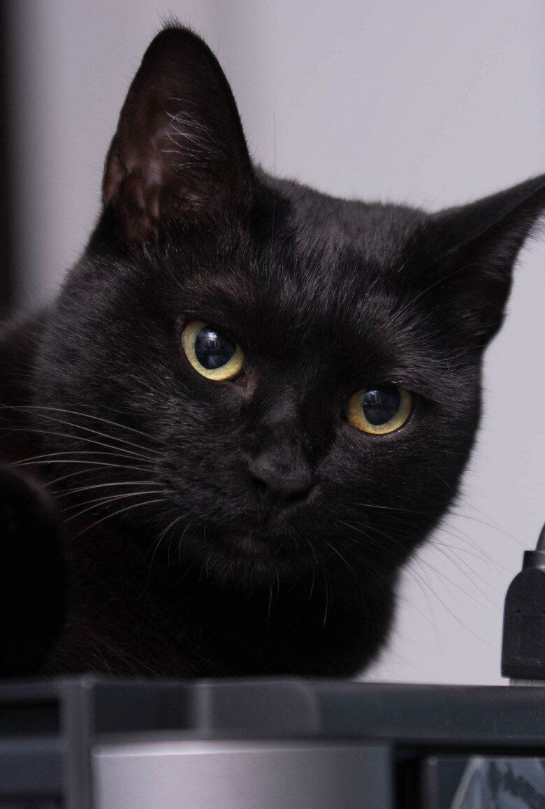 우리집 검은 똥괭이 7_1.jpg