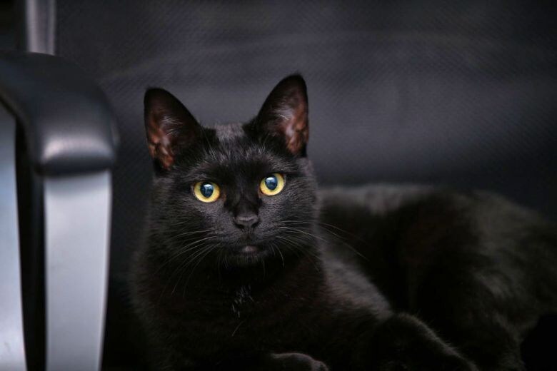 우리집 검은 똥괭이 7_5.jpg