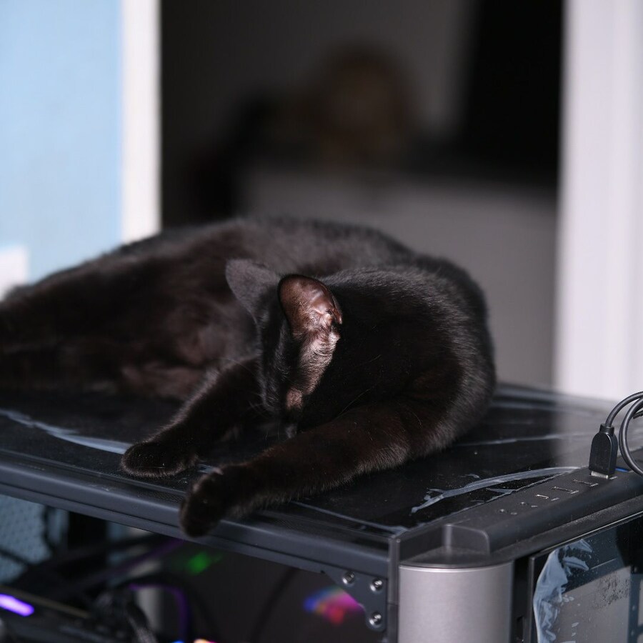 우리집 검은 똥괭이 7_10.jpg