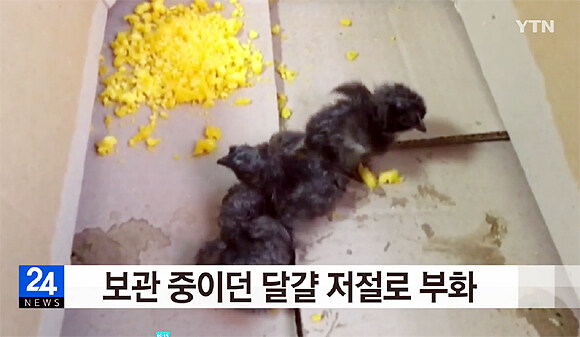 국내 폭염 레전드.jpg_1.jpg