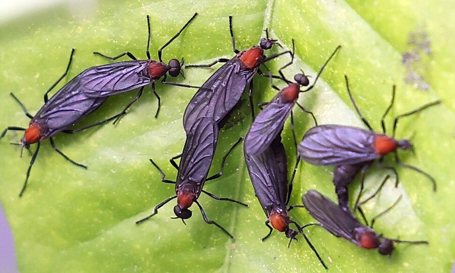 한국에서 러브버그 창궐이 이슈인 이유.jpg_2.jpg