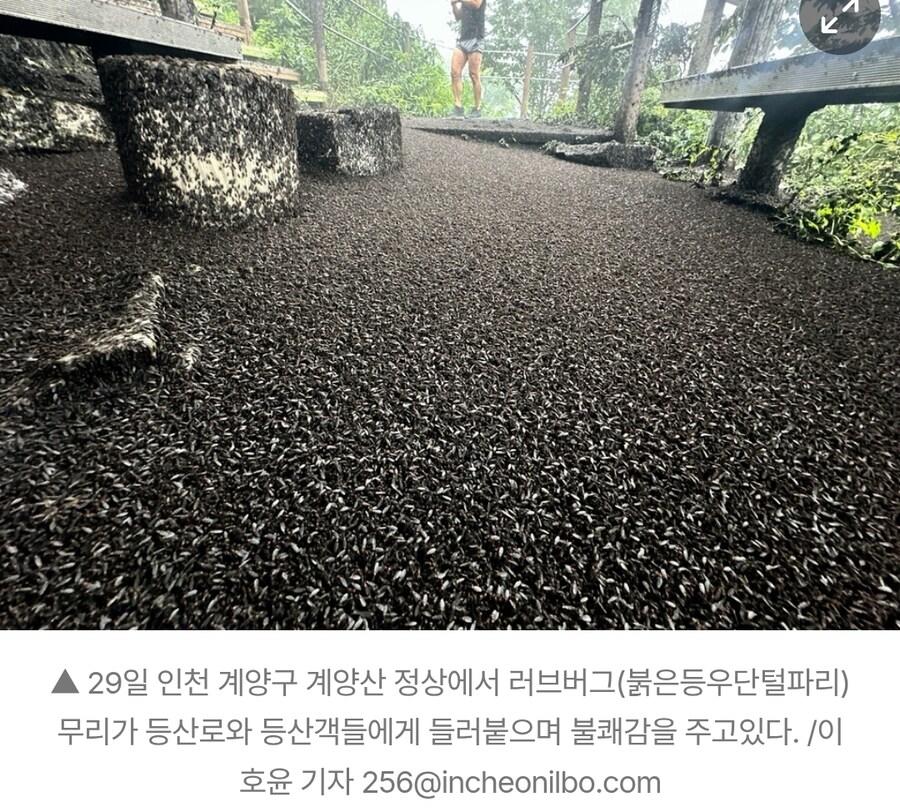혐주의)러브버그 사진보니 심각하기는 하구만(인천 계양산)_3.jpg