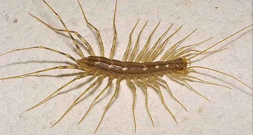 혐)의외로 억울할거같은 익충_2.webp