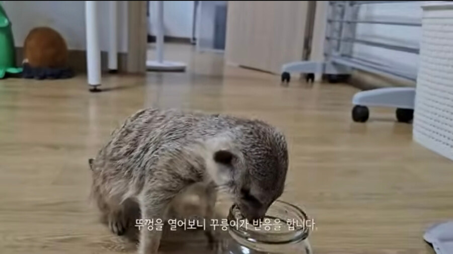 러브버그는 껍질이 두껍고 단단하지 않아서 먹기 좋다는듯?_2.jpg