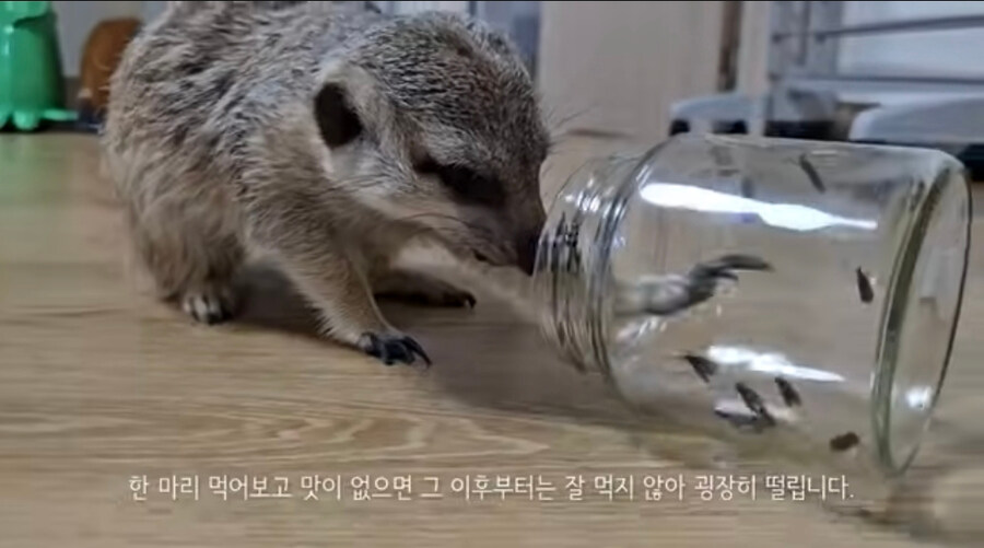러브버그는 껍질이 두껍고 단단하지 않아서 먹기 좋다는듯?_3.jpg