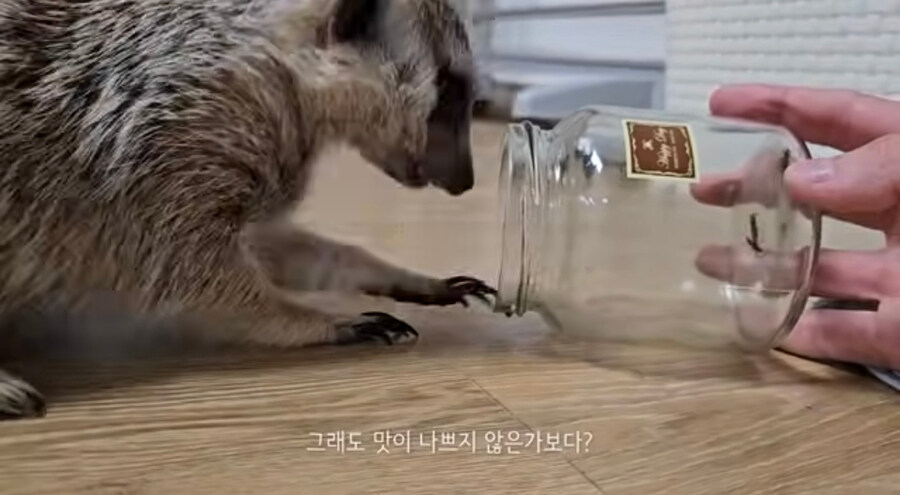 러브버그는 껍질이 두껍고 단단하지 않아서 먹기 좋다는듯?_5.jpg