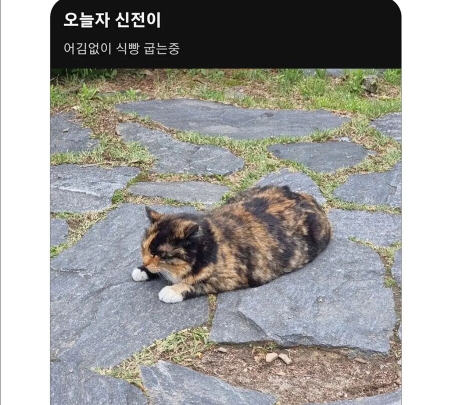대학교 고양이에게 밥을 계속 준 결과_1.jpg