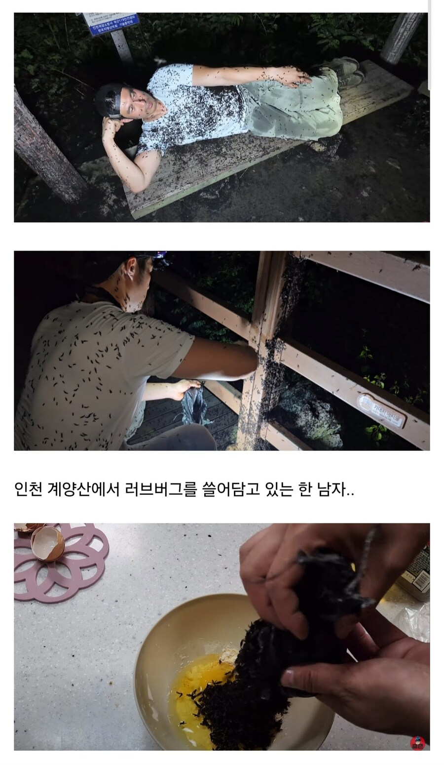 혐)러브버그로 버거 만들어 먹는 유튜버_1.jpg
