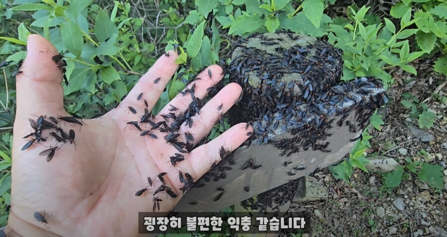 약혐) 인천 계양산의 러브버그 근황_5.png