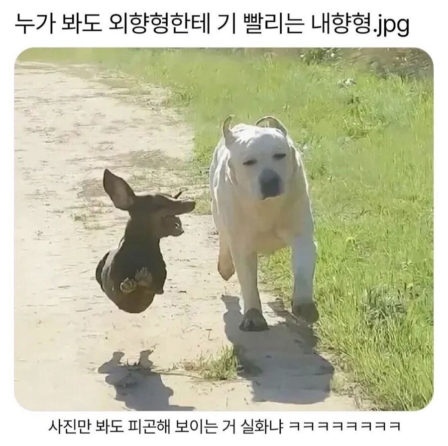 그냥 보고만 있어도 피곤해 지는 사진_1.jpg
