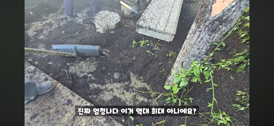 (혐주의) 러브 버그의 번식력.JPG_5.png