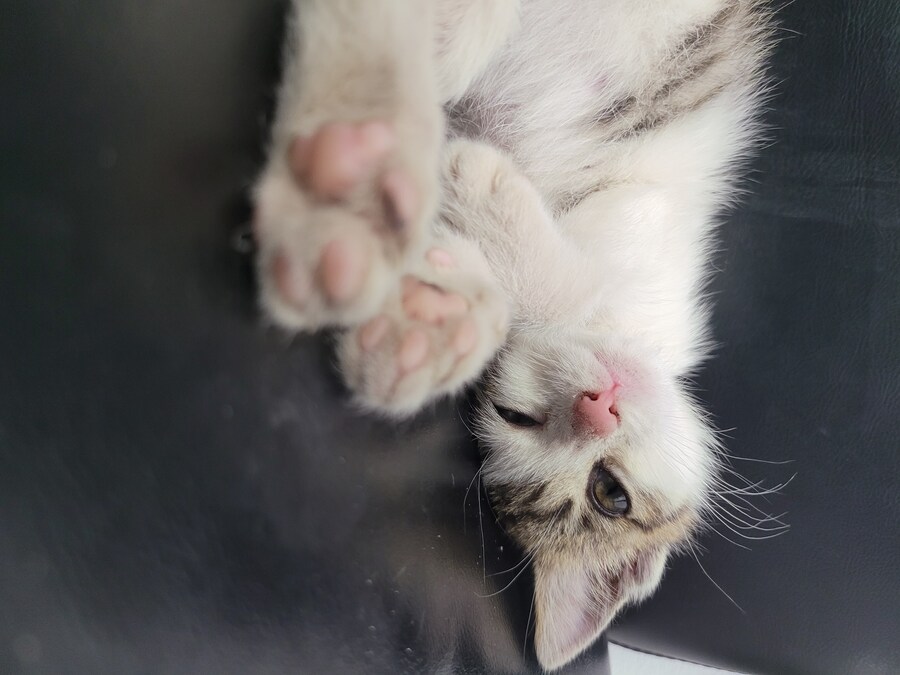 댓글로 고양이 자랑할라다가 법률위반일것같아서..._19.jpg