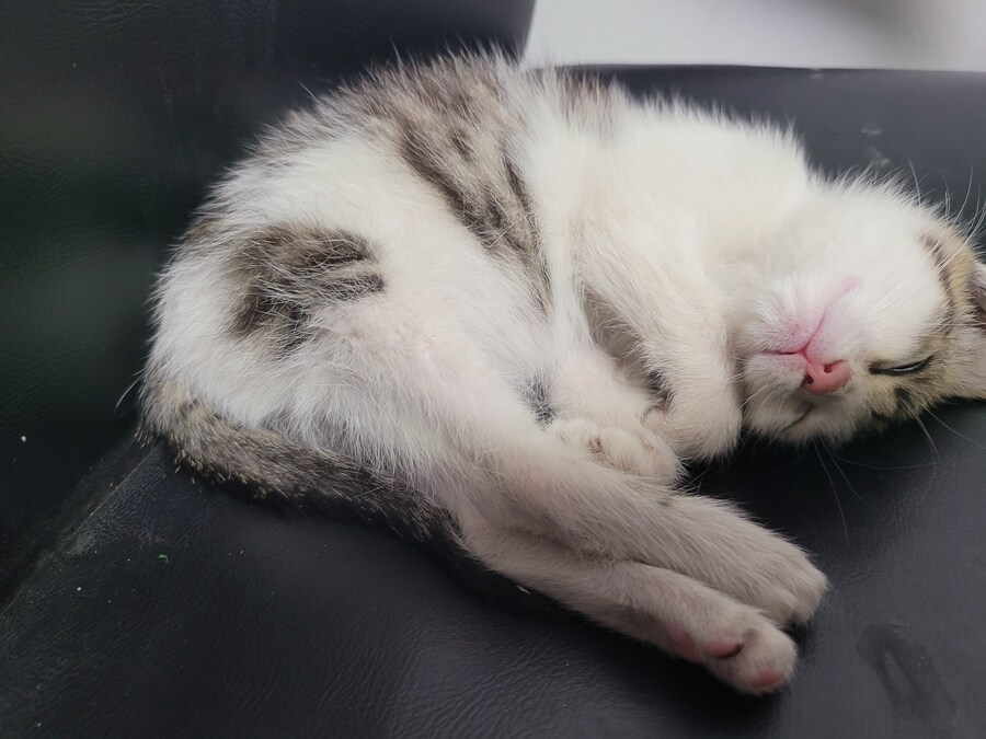 댓글로 고양이 자랑할라다가 법률위반일것같아서..._16.jpg